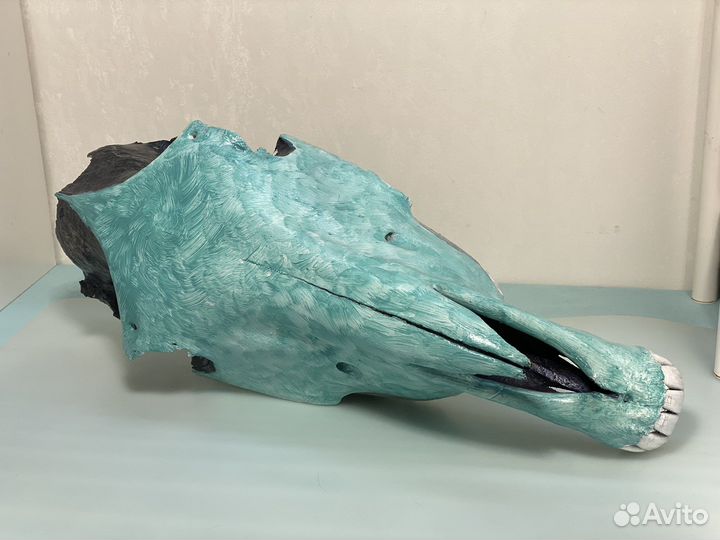 Череп лошади