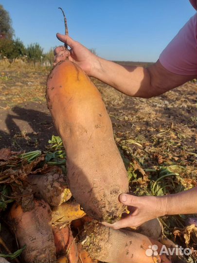 Свекла кормовая