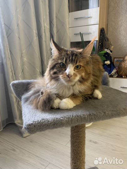 Кошки мейн-кун