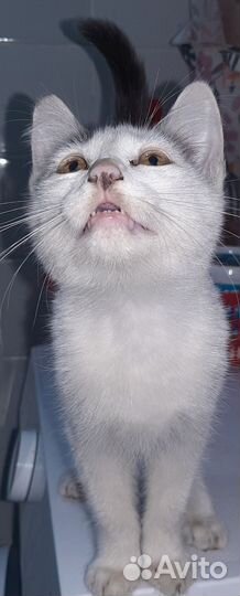 Котята в добрые руки бесплатно