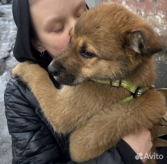 Метис восточноевропейская овчарка 2 щенка