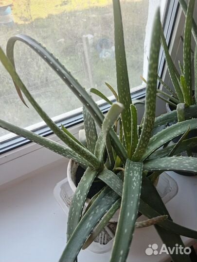 Отдам алоэ бесплатно
