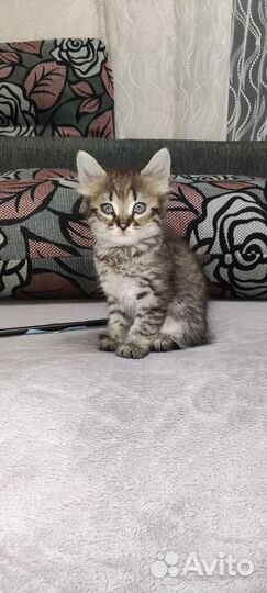 Котята ищут дом