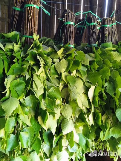 Веник березовый