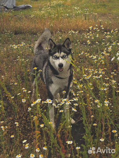 Собаки хаски