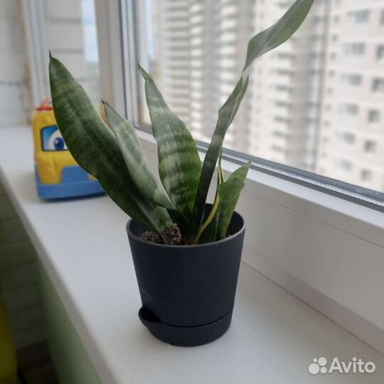 Сансевиерия