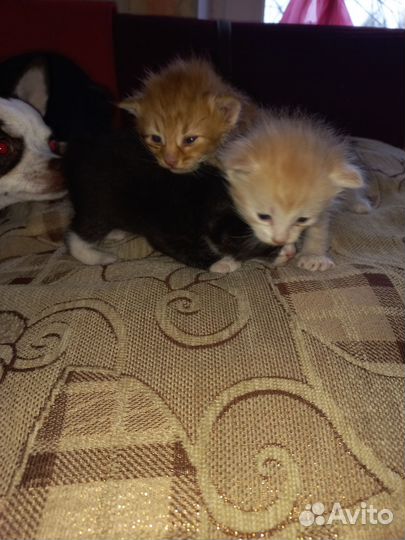 Котики в добрые руки даром