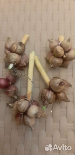 Лук многолетний многоярусный