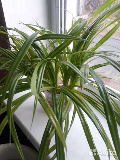 Цветы для дома