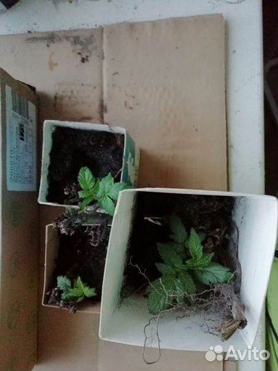 Норвежская малина (Розолистная), Оранжевая