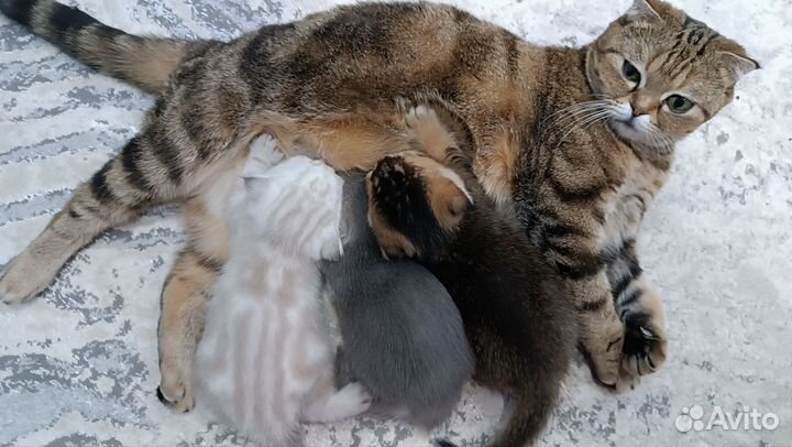 Шотландские вислоухие шиншиллы