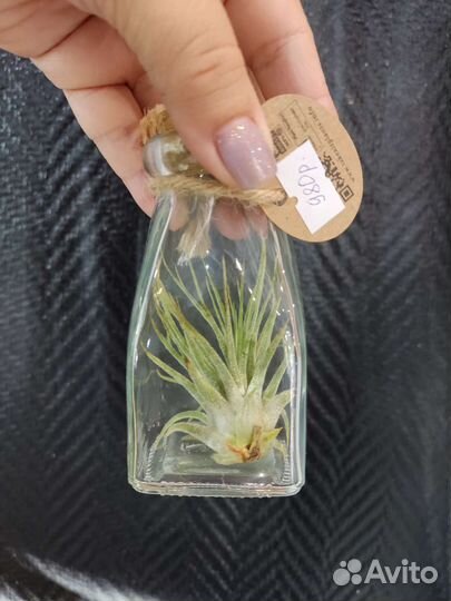 Тилландсия атмосферная