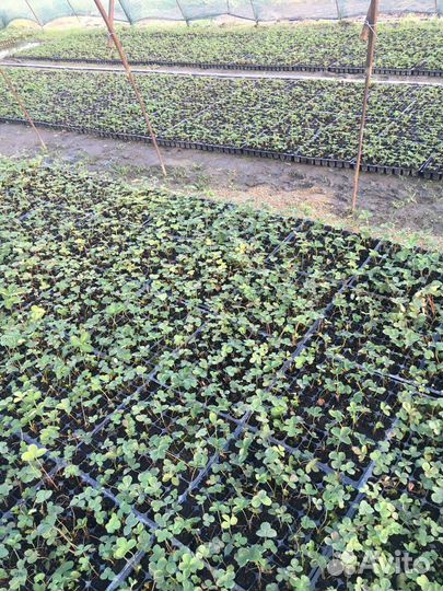 Рассада клубники. фриго 2024 г. опт/розница