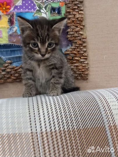 Котята. мальчики и девочка