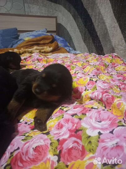 Щенки ротвейлера немецкая кровь