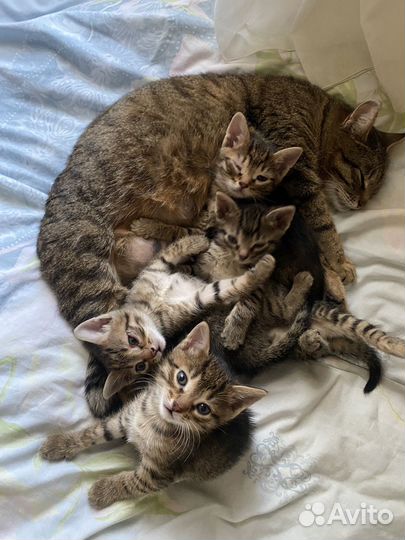 Котята в добрые руки