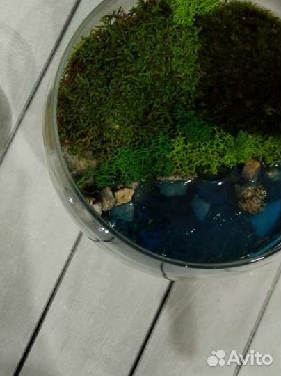 Флорариум с мхом