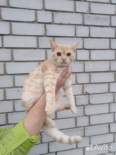 Котик Персик ищет хозяев