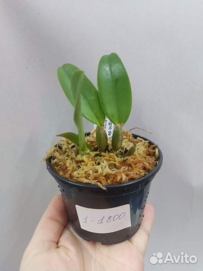 Орхидея Каттлея. C. trianae var. Sangro de Toro