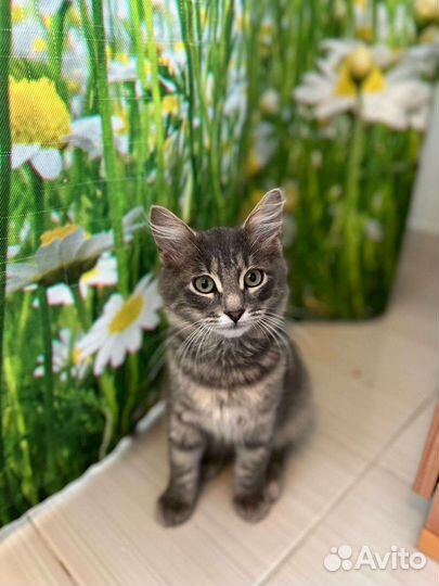 Пушистый красивый котенок бесплатно