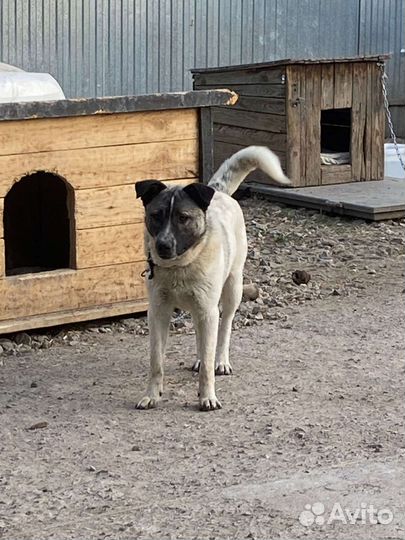 Лайка в добрые руки