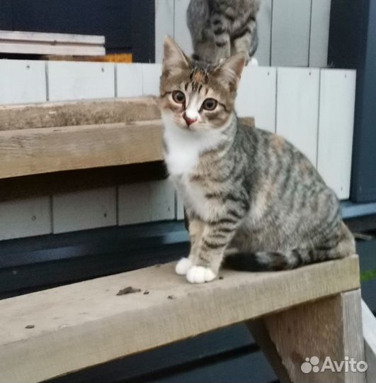 Отдам котенка девочку 3 мес