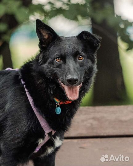 Молодой чёрный пёс из приюта ищет дом