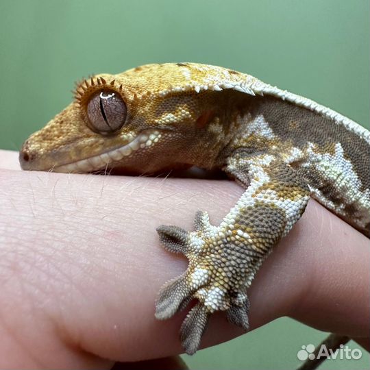 Гекконы реснитчатые бананоеды