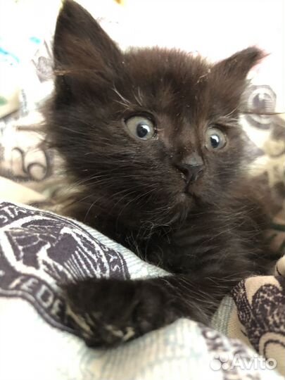 Черный котенок девочка