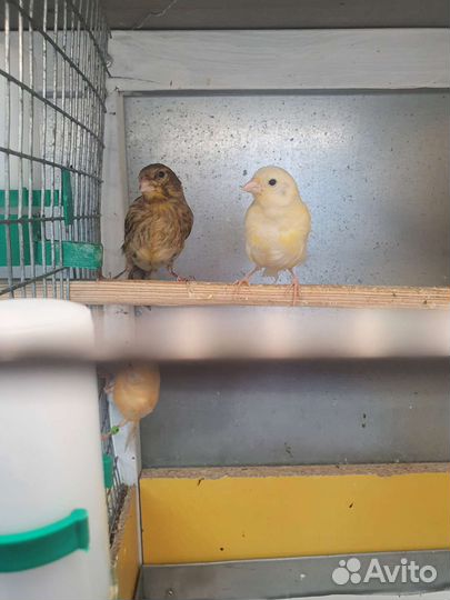 Кенар молоденький