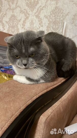 Британский кот для вязки