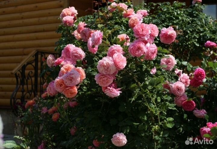 Роза шраб Прикс П.Ж. Редут