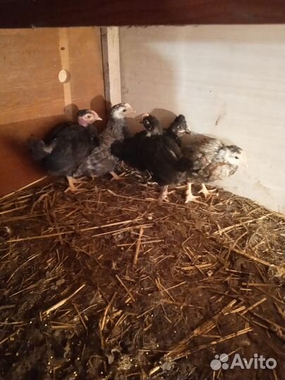 Цыплята 2 нед. Утки индийский бегунок. Петух