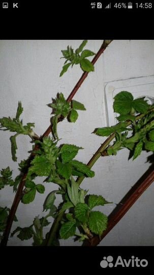 Ежевика садовая саженцы