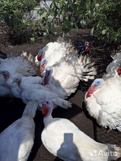 Мясо индейки