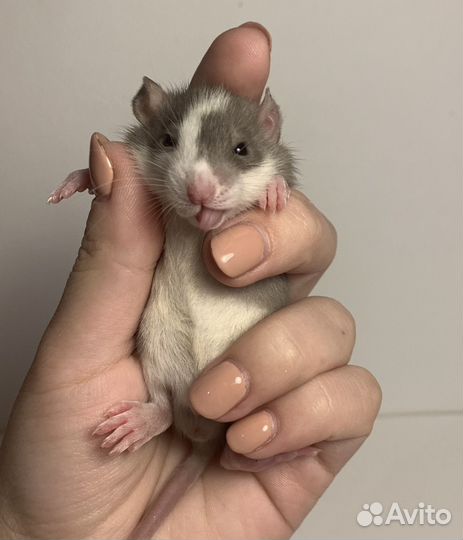 Крысята. Декоративная крыса. Крысы дамбо