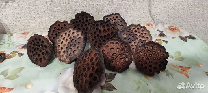 Коробочки лотоса