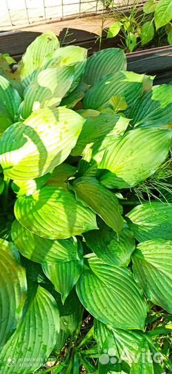 Ромашка аптечная