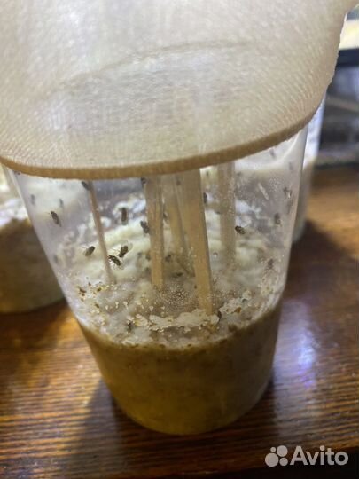 Муха дрозофила хидея и меланогастер