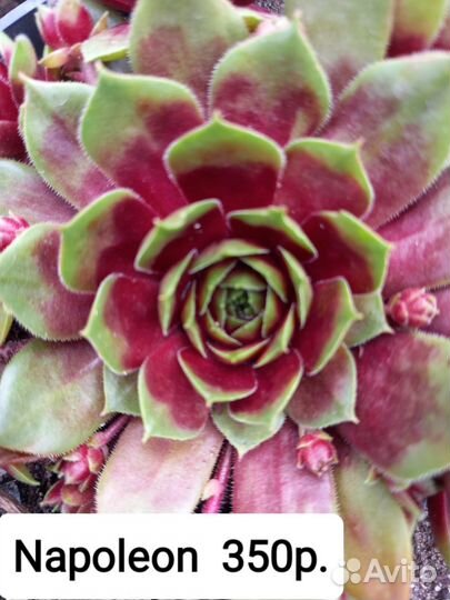 Коллекционные сорта молодило.Садовые