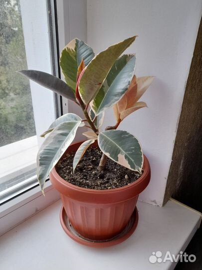 Фикусы Эластика