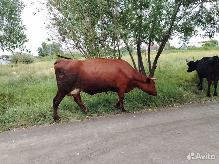 Продам 2-коров и 2 телок