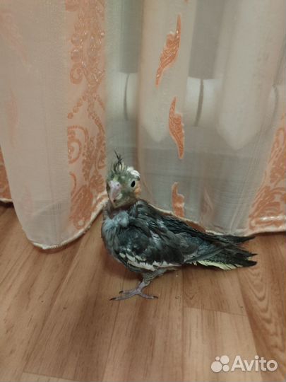 Попугай корелла птенец