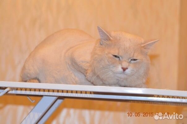 Стрижка кошек в Тюмени. С выездом на дом