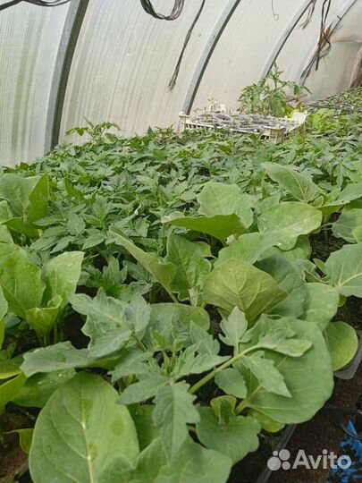 Рассада овощная и цветочная