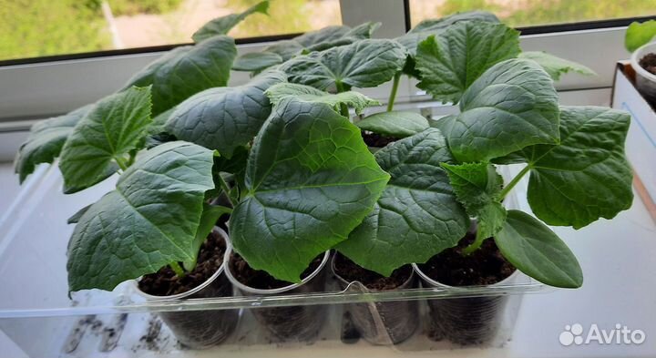 Рассада огурцов