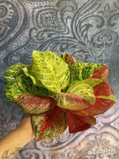 Тайские красотки Аглаонемы