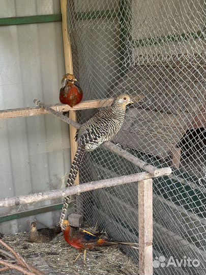 Фазаны воротничковые