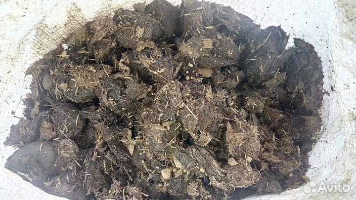 Навоз конский, Перегной коровий