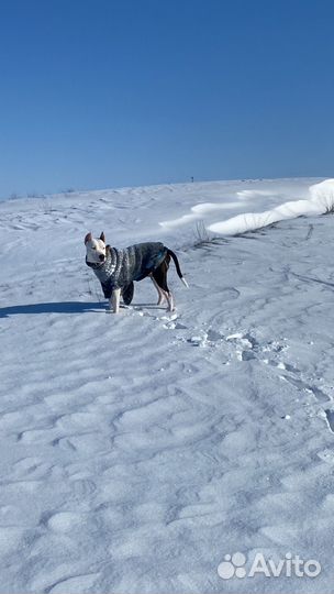 Амстафф вязка